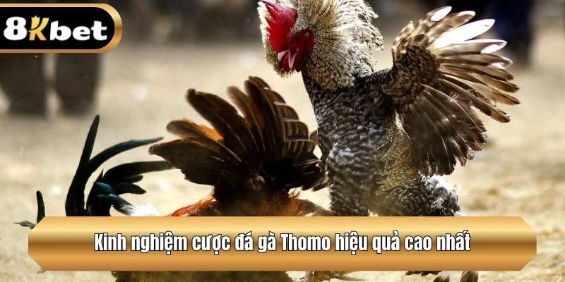 Kinh nghiệm cược đá gà Thomo hiệu quả cao nhất