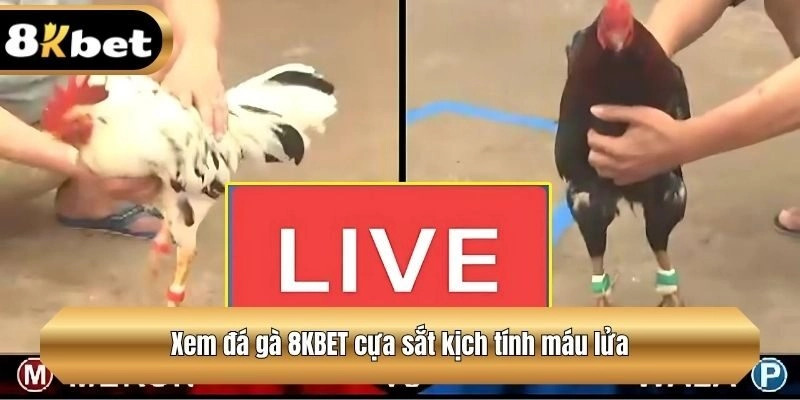 Xem đá gà 8KBET cựa sắt kịch tính máu lửa